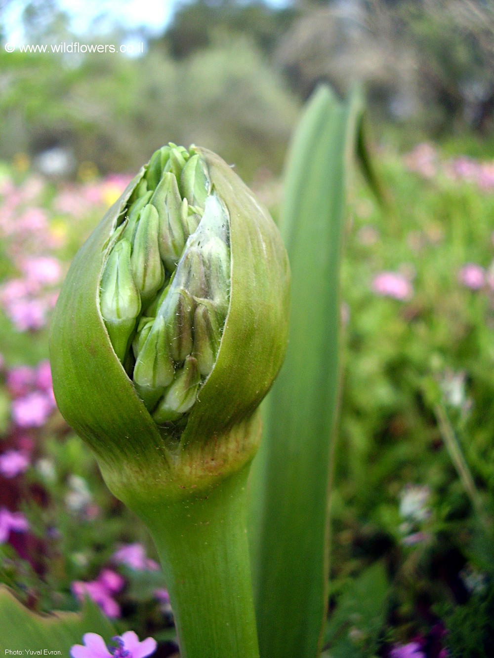 Allium schubertii